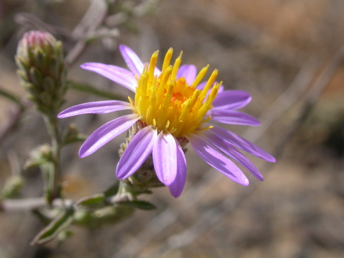 Dieteria canescens (Pursh) Nutt.