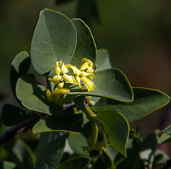 Wikstroemia
