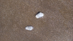 Amarilladesma mactroides