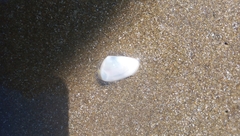 Amarilladesma mactroides