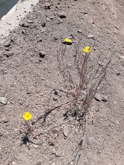 Eschscholzia californica