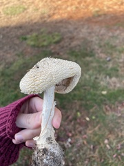 Amanita rhopalopus