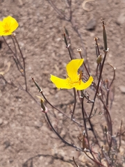 Eschscholzia californica