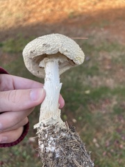 Amanita rhopalopus