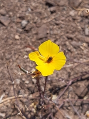 Eschscholzia californica