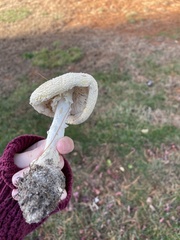 Amanita rhopalopus
