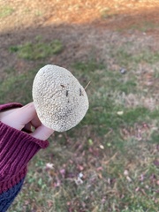 Amanita rhopalopus
