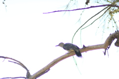 Melanerpes aurifrons