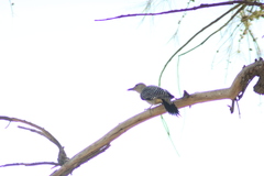 Melanerpes aurifrons