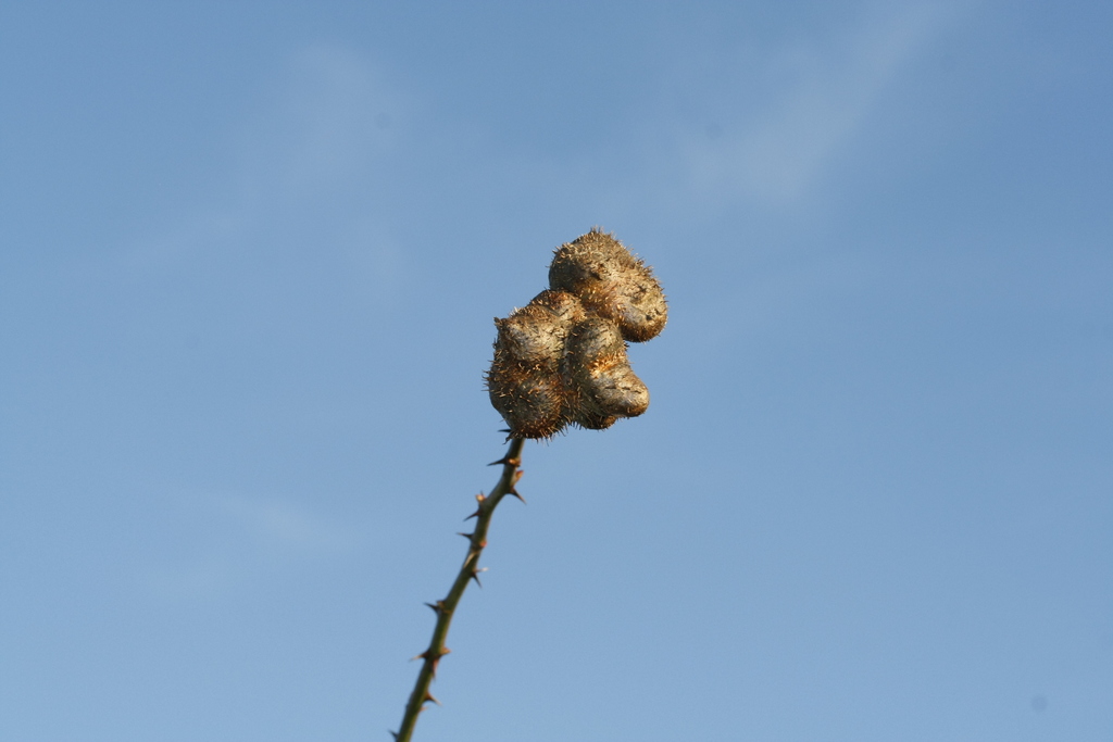 Gall wasp