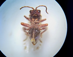 Atrusca brevipennata
