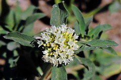 Mitracarpus