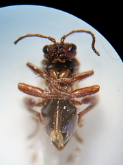 Atrusca brevipennata