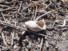 Chiliborus chilensis