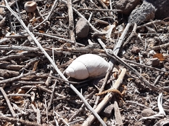 Chiliborus chilensis