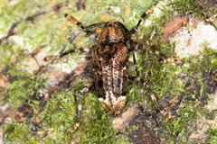 Trypanidius dimidiatus