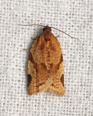 Paramesia gnomana