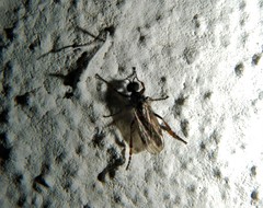 Bibio femoralis