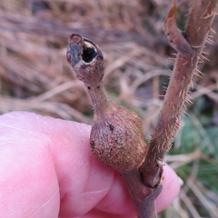 Lasioptera rubi