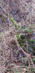 Lasioptera rubi