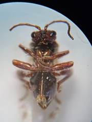 Atrusca brevipennata