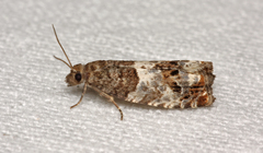 Notocelia trimaculana