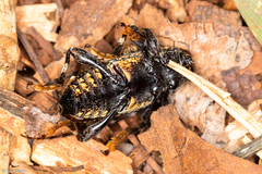 Trypanidius dimidiatus