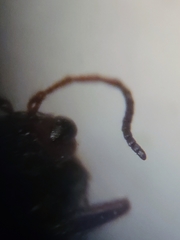 Atrusca brevipennata