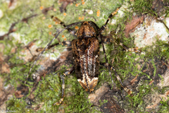 Trypanidius dimidiatus