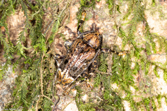 Trypanidius dimidiatus