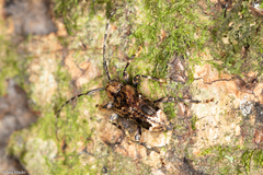 Trypanidius dimidiatus