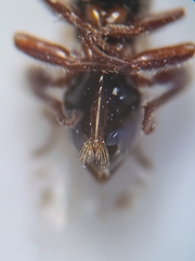Atrusca brevipennata