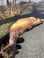 Ganoderma curtisii