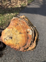 Ganoderma curtisii