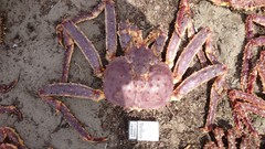 Paralithodes camtschaticus