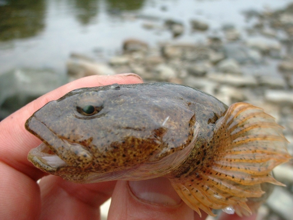 Sakhalin River Sculpin