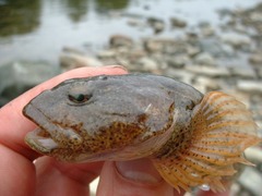 Sakhalin River Sculpin photo 1