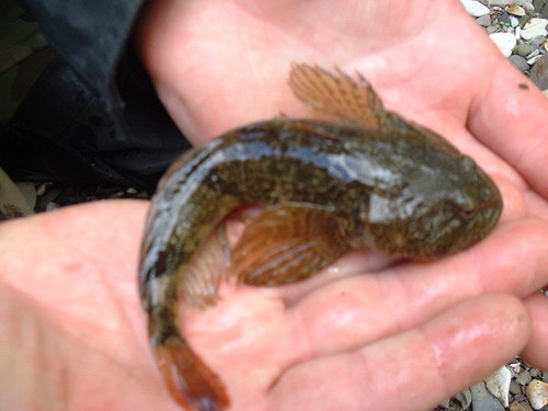 Sakhalin River Sculpin