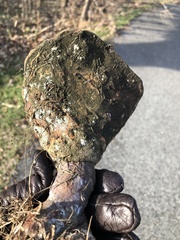 Ganoderma curtisii