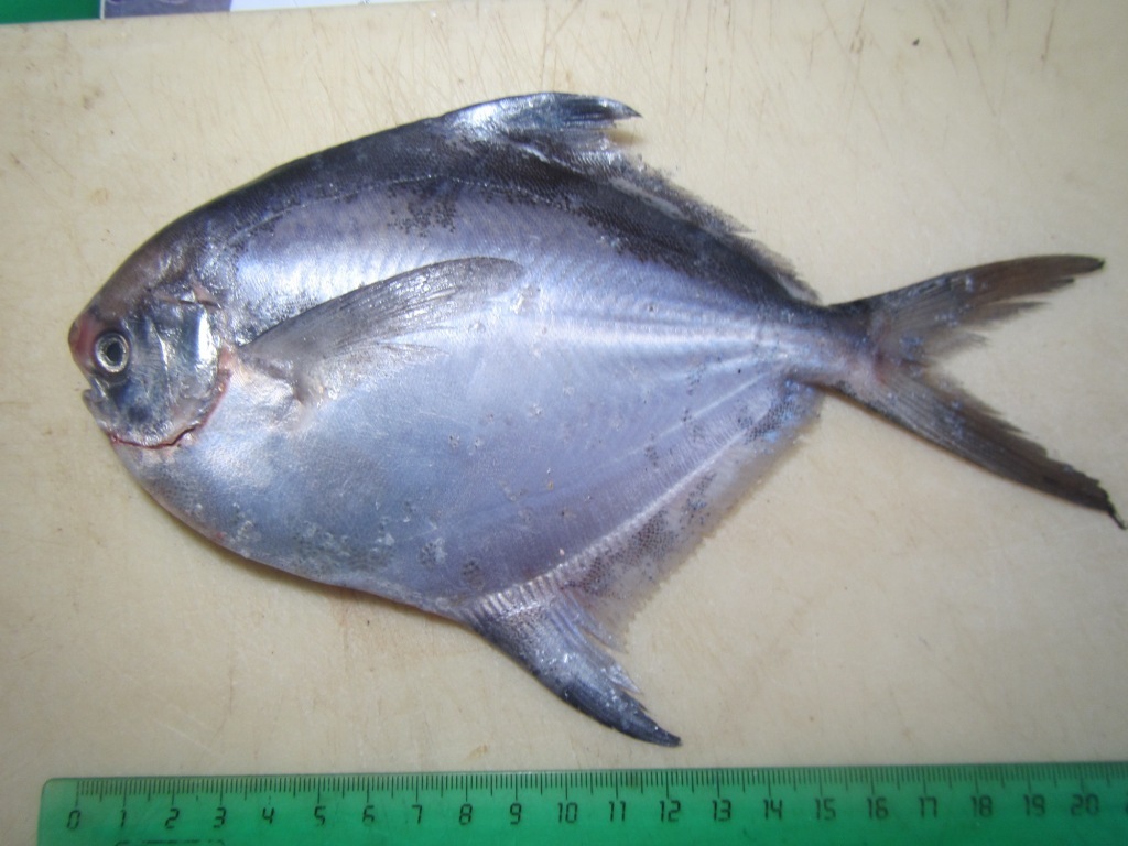 Butterfish (Pampus argenteus) — Stromateidae
