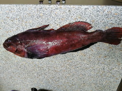 Hexagrammos lagocephalus
