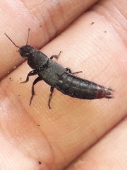 Platydracus scabrosus