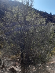 Cordia decandra
