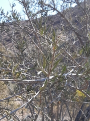 Cordia decandra