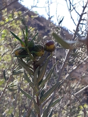 Cordia decandra