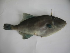 Thamnaconus modestus
