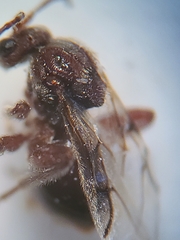 Atrusca brevipennata