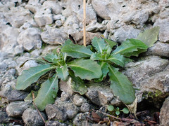 Arabis rosea