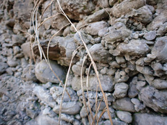 Arabis rosea