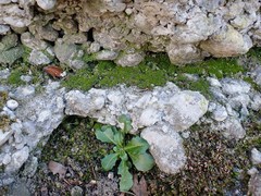 Arabis rosea